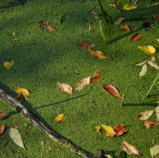 Managing Duckweed Growing In Your Pond | Organic Pond