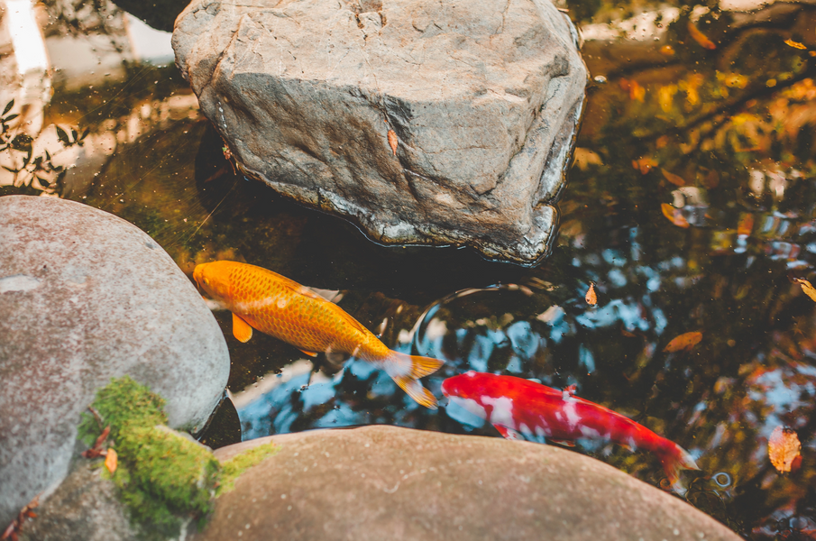 5 Essential Fish-Friendly Pond Cleaning Products