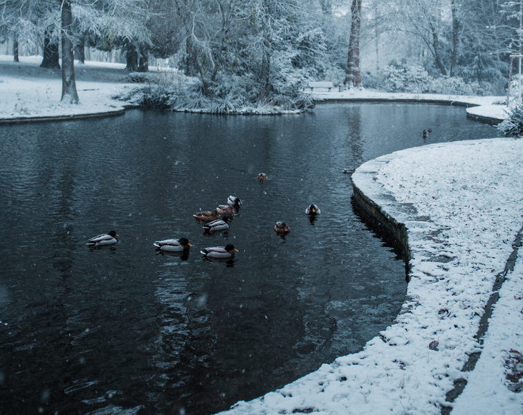 4 Tips For Winterizing Your Pond | Organic Pond