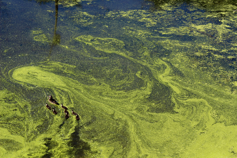 Effective Solutions To Remove Blue-Green Algae
