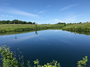 Organic Pond™ pureSHOCK™ all in One Water Clarifier, Muck Reducer & Algae Prevention